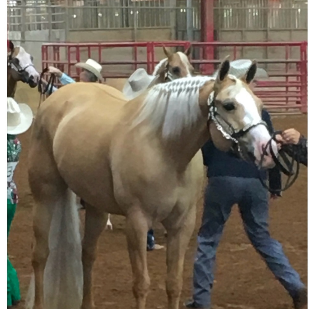 Palomino White Show Horse Fake Tail